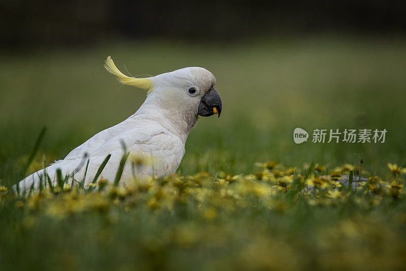 凤头鹦鹉(Cacatua galerita)